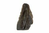 Triceratops Shed Tooth - Montana #93145-1